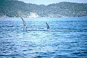Picture 'Dr1_02_07 Whale, Dominican republic'